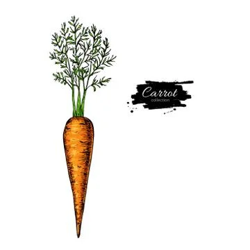 Carrot hand drawn vector illustration. Vegetable Isolated object. Detailed .. Stock Illustration