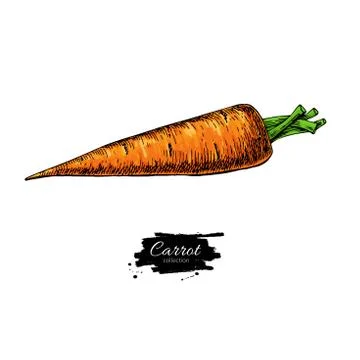 Carrot hand drawn vector illustration. Vegetable Isolated object. Detailed .. Illustrazione stock