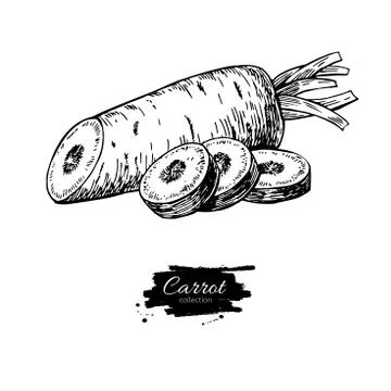 Carrot hand drawn vector illustration. Isolated Vegetable engraved sliced o.. Stock Illustration