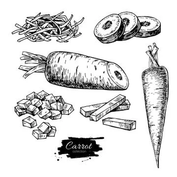 Carrot hand drawn vector illustration set. Isolated Vegetable engraved style Stock Illustration