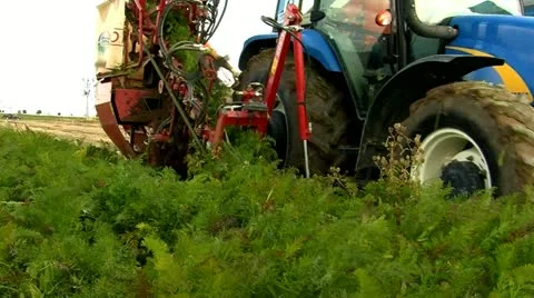 Carrot harvest Vídeo Stock 10874605