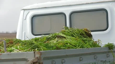 Carrot Harvesting Vídeos de archivo 22304218