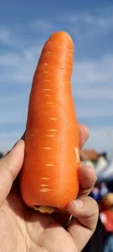 Carrot held in hand 스톡 사진