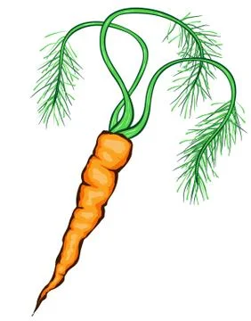Carrot Stock-Illustration