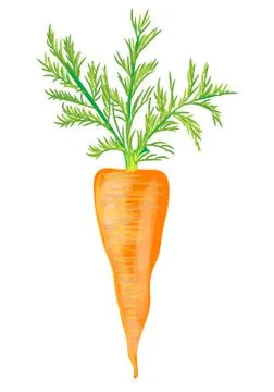 Carrot Stock Illustration