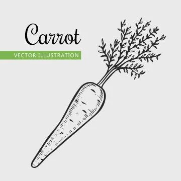 Carrot Stock-Illustration