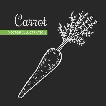 Carrot Stock Illustration