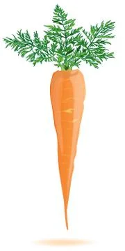 Carrot isolated on white background Stock Illustration
