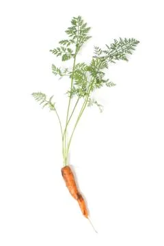 Carrot Stock Photos