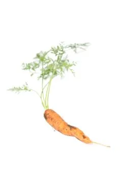 Carrot Stock Photos