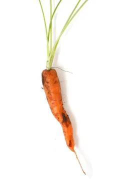 Carrot Stock Photos