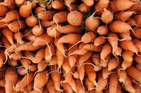 Carrot Stock Photos