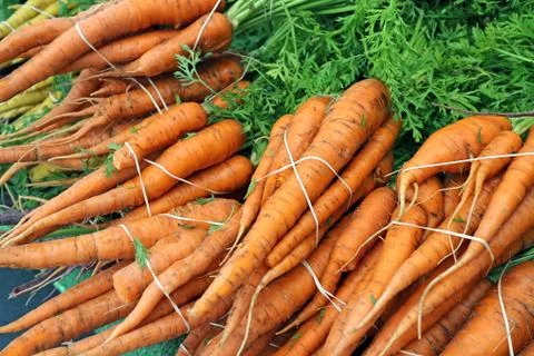 Carrot Stock Photos