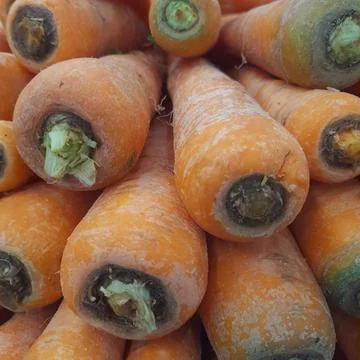 Carrot Foto stock