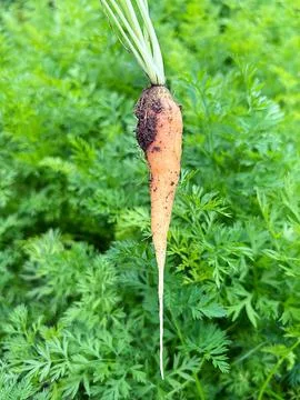 Carrot Stock Photos