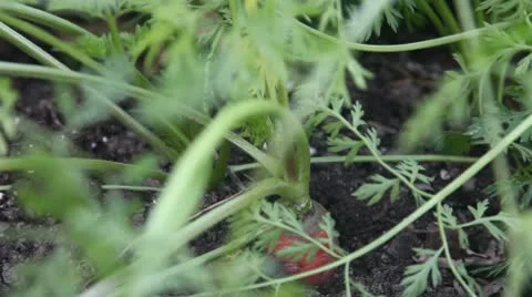 Carrot plant Stock Footage