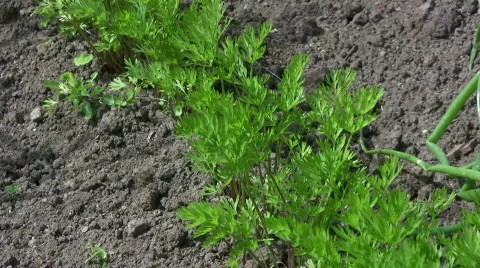 Carrot plants Stock Footage 477802