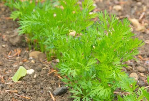 Carrot plants in a vegetable plot Stock Photos