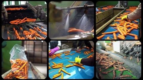 Carrot Processing and Packaging - Split Screen Video Montage Video stock 301285646