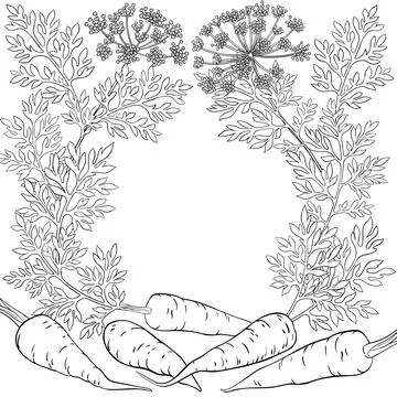 Carrot Roots Outline Vector Frame. Stock Illustration