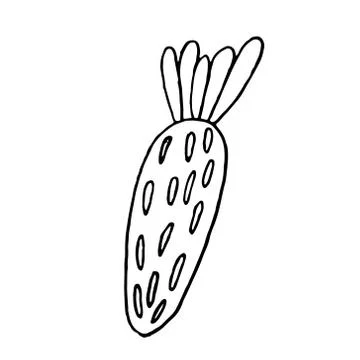 Carrot set black and white.Vegetable lettering. Premium handmade vector lette Stock Illustration