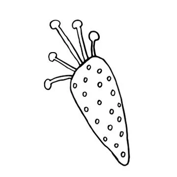 Carrot set black and white.Vegetable lettering. Premium handmade vector lette Stock Illustration