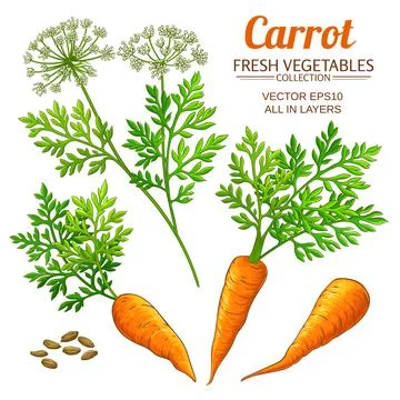 Carrot set on white background Stock Illustration