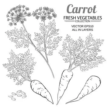 Carrot set on white background Illustrazione stock