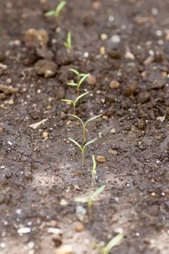 Carrot sprouting on farm Stock Photos