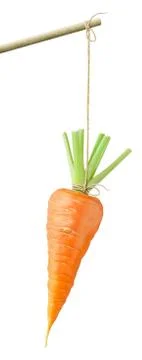 Carrot on a string Stock Photos