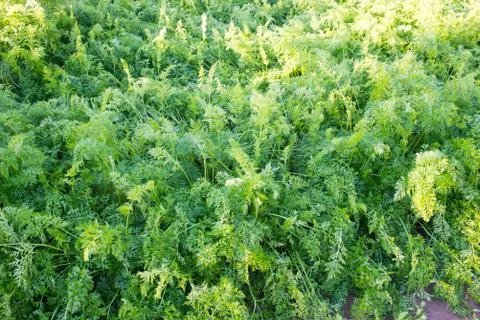 Carrot tassel Stock Photos