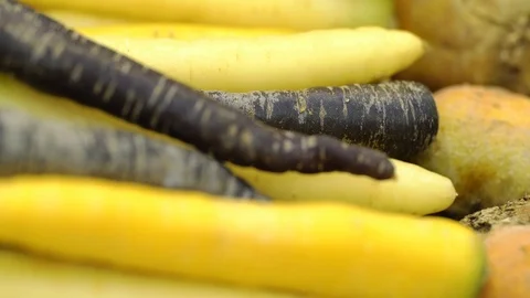 Carrot types Stock Footage 85715490