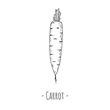 Carrot. Vector illustration. Isolated object on a white background. Stock Illustration