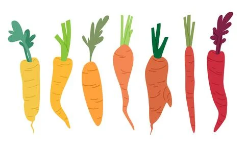 Carrot Vector Illustration Set. Flat Vector Design Stock Illustration