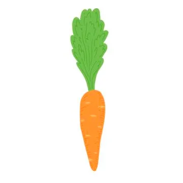 Carrot vector illustration. Simple hand drawn style. Stock Illustration