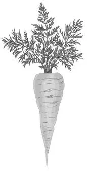 Carrot vector isolated Stock Illustration