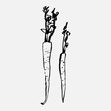 Carrot vegetable doodle sketch. Vector drawing of food. Stock Illustration