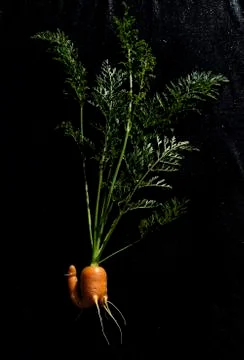 Carrot, vegetable orange-colored root Foto stock