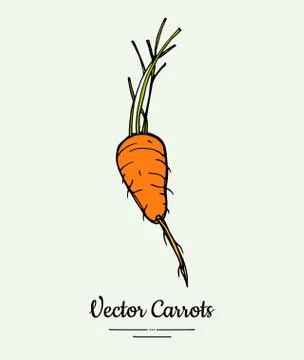 Carrot vegetable vector isolate. Orange whole carrot, green leaf. Vegetables  Stock Illustration