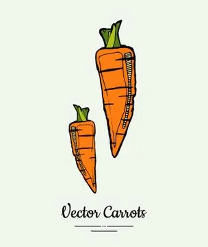 Carrot vegetable vector isolate. Orange whole carrot, green leaf. Vegetables  Stock Illustration