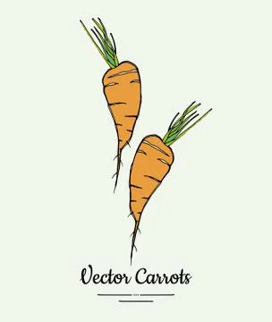 Carrot vegetable vector isolate. Orange whole carrot, green leaf. Vegetables  Stock Illustration