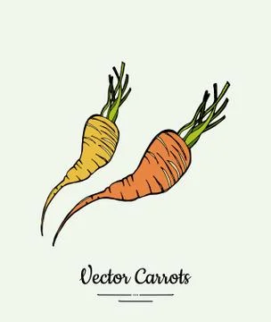 Carrot vegetable vector isolate. Orange whole carrot, green leaf. Vegetables  Stock Illustration