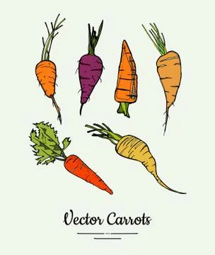 Carrot vegetable vector isolate. Orange whole carrot, green leaf. Vegetables  Stock Illustration