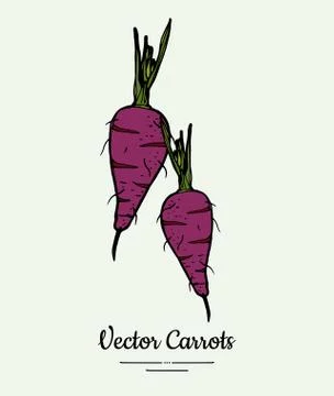 Carrot vegetable vector isolate. Purple whole carrot, green leaf. Vegetables  Stock Illustration