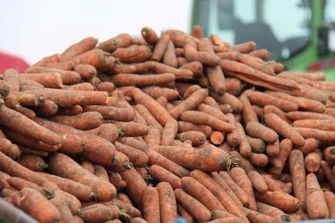 Carrot Vegetables. 스톡 사진