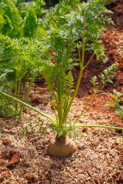 Carrot in vertical Stock Photos