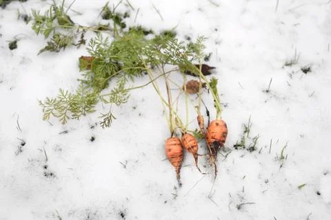 Carrot In Winter Foto stock