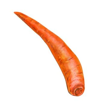 Carrot without leaves on a white background. Stock Illustration