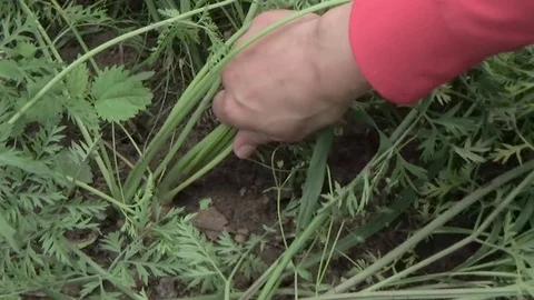 Carrots are removed from the earth Stock Footage 80987625