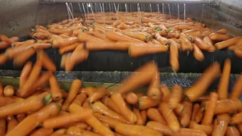 Carrots being selected and processed by an automatic machine in food factory. Stock Footage 131560757